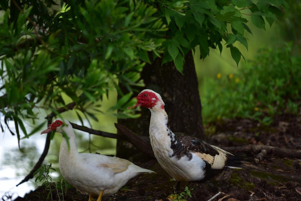 Mccarthy Lake House Maleny Ngoại thất bức ảnh